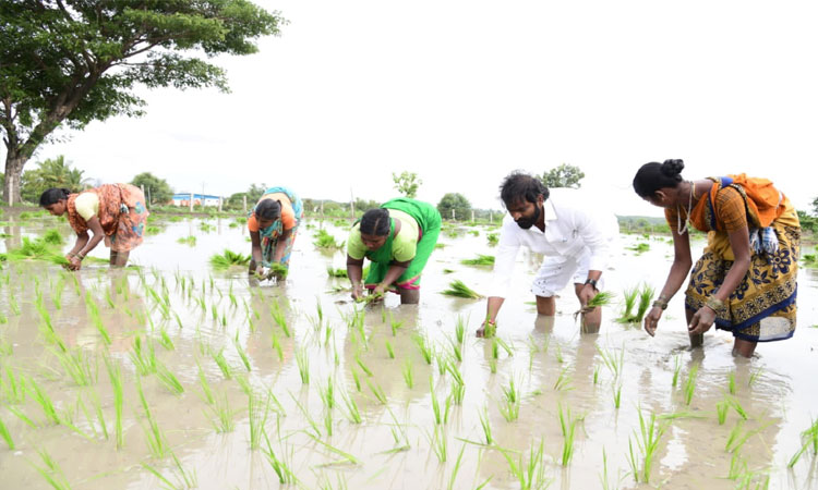 యాసంగిలో కోతల దోపిడీ!
