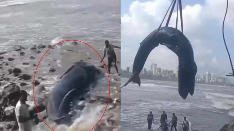 ముంబై: 26 అడుగుల హంప్బ్యాక్ తిమింగలం ఒడ్డుకు కొట్టుకుపోయి, భారీ రెస్క్యూ ఆపరేషన్ ఉన్నప్పటికీ మరణించింది