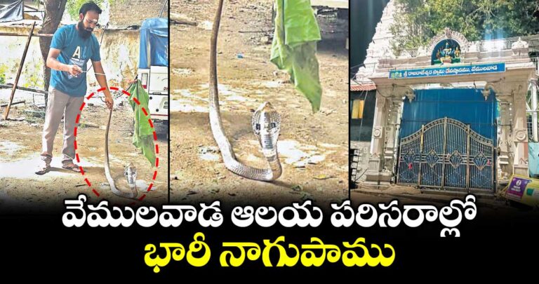 వేములవాడ ఆలయ పరిసరాల్లో భారీ నాగుపాము